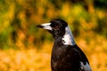 Closeup shot of a black rook with red eyes and a white beak