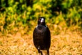 Closeup shot of a black rook with red eyes and a white beak