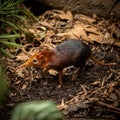 Closeup shot of a black and rufous elephant shrew in a zoo