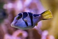 Closeup shot of a black saddled toby fish under the water