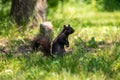 Closeup shot of a black squirrel standing in front of a trunk and looking at the camera Royalty Free Stock Photo