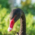 Closeup shot of a black swan head on blurred green background Royalty Free Stock Photo