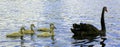 Closeup shot of a black swan and its cygnets swimming in a lake Royalty Free Stock Photo