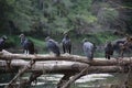 Closeup shot of black vulture birds on a tree branch