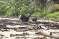 Closeup shot of Black vultures Royalty Free Stock Photo