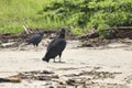 Closeup shot of Black vultures Royalty Free Stock Photo