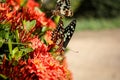 Closeup shot of black and white butterflies on a red bush Royalty Free Stock Photo