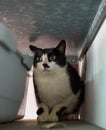 Closeup shot of a black and white cat staring with its big eyes Royalty Free Stock Photo