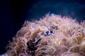 Closeup shot of black and white clownfish underwater with a blurred background