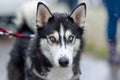 Closeup shot of a black and white-colored Siberian Husky with brown and blue eyes Royalty Free Stock Photo