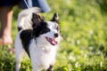 Closeup shot of a black and white companion dog with open mouth in a field