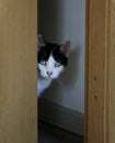 Closeup shot of a black and white green-eyed cat looking out of a room Royalty Free Stock Photo