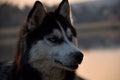 Closeup shot of a black and white husky dog with blue eyes Royalty Free Stock Photo