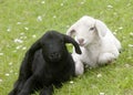 Closeup shot of a black and a white lambs lying on the grassland in the meadow