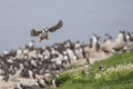 Closeup shot of the black and white puffin flying from the flock with a blurred background