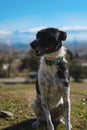 Closeup shot of a black and white spotted Texas Heeler dog with a blue-collar sitting in the sun