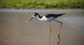 Closeup shot of a black-winged stilt bird walking in a lake Royalty Free Stock Photo