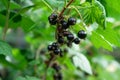 Closeup shot of blackcurrants growing under the sunlight Royalty Free Stock Photo