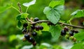 Closeup shot of blackcurrants growing under the sunlight Royalty Free Stock Photo