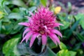 Closeup shot of a blooming Aechmea flower Royalty Free Stock Photo
