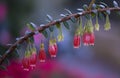 Closeup shot of blooming Agapetes flowers