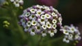 Closeup shot of a blooming alyssum