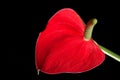 Closeup shot of Blooming Anthurium Flamingo Flower Boy Flower Royalty Free Stock Photo