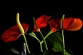 Closeup shot of Blooming Anthurium Flamingo Flower Boy Flower Royalty Free Stock Photo