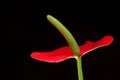 Closeup shot of Blooming Anthurium Flamingo Flower Boy Flower Royalty Free Stock Photo