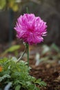 Closeup shot of a blooming beautiful bright pink callistephus flower in a lush garden