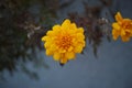 Closeup shot of a blooming beautiful bright yellow marigold flower in a lush garden Royalty Free Stock Photo