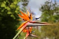 Closeup shot of blooming birds of paradise flowers