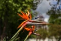 Closeup shot of blooming birds of paradise flowers Royalty Free Stock Photo