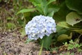 Closeup shot of blooming blue hydrangea macrophylla Royalty Free Stock Photo