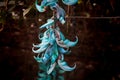 Closeup shot of blooming blue jade vine flowers Royalty Free Stock Photo