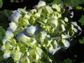 Closeup shot of blooming blue yellow hydrangea flowers Royalty Free Stock Photo