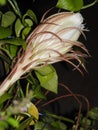 Closeup shot of a blooming Brahma Kamal (Saussurea obvallata) flower in a dark night background