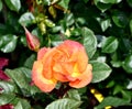 Closeup shot of a blooming bright orange 'Chris Evert' hybrid tea rose Royalty Free Stock Photo