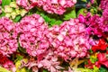 Closeup shot of blooming bright pink hydrangea flowers in a garden Royalty Free Stock Photo