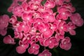 Closeup shot of blooming bright pink hydrangea hovaria flowers Royalty Free Stock Photo