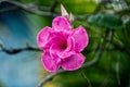 Closeup shot of a blooming bright pink wild rose Royalty Free Stock Photo