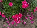 Closeup shot of a blooming bright pink wild rose bush Royalty Free Stock Photo