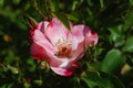 Closeup shot of a blooming bright pink wild rose on a bush Royalty Free Stock Photo