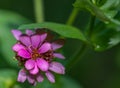 Closeup shot of a blooming bright pink zenia flower