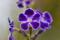 Closeup shot of blooming bright purple duranta flowers