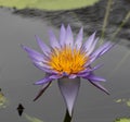 Closeup shot of a blooming bright purple water lily flower Royalty Free Stock Photo