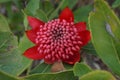 Closeup shot of a blooming bright red waratah flower Royalty Free Stock Photo