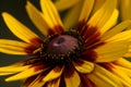 Closeup shot of a blooming bright red yellow African daisy flower Royalty Free Stock Photo