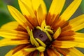 Closeup shot of a blooming bright red yellow African daisy flower Royalty Free Stock Photo