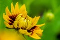 Closeup shot of a blooming bright red yellow African daisy flower Royalty Free Stock Photo